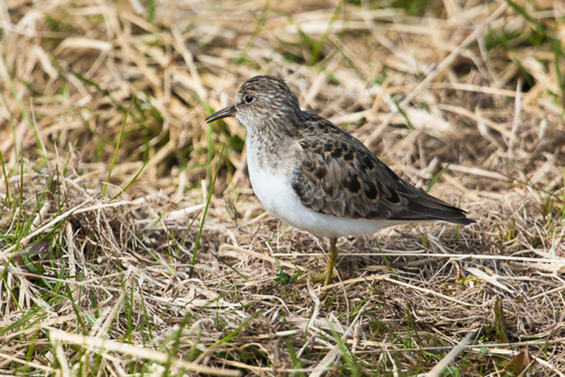 Temmincks strandloper